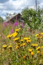 Yellow flowers on blurred background