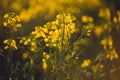 Rural landscape with yellow rape. Canola field. Blooming canola flowers. Oilseed rape. Flowering rapeseed.