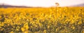 Rural landscape with yellow rape. Canola field. Blooming canola flowers. Oilseed rape. Flowering rapeseed.