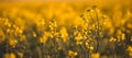 Rural landscape with yellow rape. Canola field. Blooming canola flowers. Oilseed rape. Flowering rapeseed.