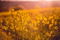 Rural landscape with yellow rape. Canola field. Blooming canola flowers. Oilseed rape. Flowering rapeseed.