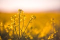 Rural landscape with yellow rape. Canola field. Blooming canola flowers. Oilseed rape. Flowering rapeseed.