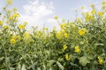 Rural landscape with yellow rape-rapeseed or canola field from below viewpoint- plants for green energy Royalty Free Stock Photo