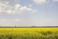 Rural landscape with yellow rape- rapeseed or canola field- plants for green energy Royalty Free Stock Photo