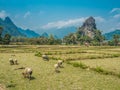 Ban Pakpo Countryside. Laos agriculture Royalty Free Stock Photo