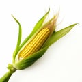 Rural Life Depiction: Stunning Ultra Hd Image Of Corn On White Background