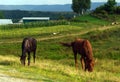 Rural life: horses grazing Royalty Free Stock Photo