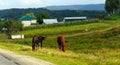 Rural life: horses grazing Royalty Free Stock Photo