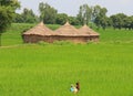 Rural life in India: wheat fields and farmers Royalty Free Stock Photo