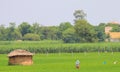 Rural life in India: wheat fields, farmers, huts