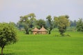 Rural life in India: wheat fields and small hay huts