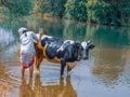 Rural Lifestyle With Daily Routine ,The Indian Woman Or Lady Bathing Their Pet Animal Cow In Stream Water Very Carefully .