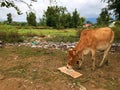 A lonely cow in the beautiful rural Royalty Free Stock Photo