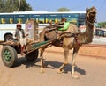 Rural male farmer on a cart, a camel is driving the cart