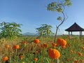 Rural morning view with clear blue sky over the field. Beautiful nature scenery surrounding orange marigold plants with hut. Royalty Free Stock Photo