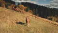 Rural mountain with farm animals aerial. Autumn nature landscape. Horses at countryside. Farmlands