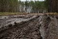 Rural muddy dirt road in early spring after rain against a background of bare trees and green firs.