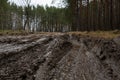 Rural muddy dirt road in early spring after rain against a background of bare trees and green firs. Off-road