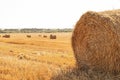 Rural nature in farmlands. Golden hey bale in the field. Yellow straw stacked in a roll. Wheat harvest in the summer Royalty Free Stock Photo