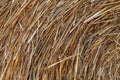 Rural nature in farmlands. Macro shot of golden hey bale. Yellow straw stacked in a roll. Wheat harvest in the summer Royalty Free Stock Photo