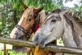 Rural nature landscape. Portrait of a couple of funny horses in highland field. Natural scenery Royalty Free Stock Photo