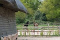 Rural old thatched barn with horse paddock