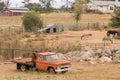 Rural old time vintage field landscape of an old orange flatbed truck,, western farm lifestyle, peaceful scene with farm animals i Royalty Free Stock Photo