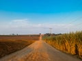 Rural orange dirt road with blue sky in sugar cane plantation Royalty Free Stock Photo