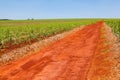 Rural orange dirt road in sugar cane plantation with blue sky and far horizon Royalty Free Stock Photo