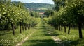 Rural orchard path lined with fruit trees Royalty Free Stock Photo