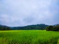 Rural paddy crop fields with cloudy sky Royalty Free Stock Photo