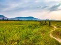 Rural paddy crop fields with walking trails Royalty Free Stock Photo