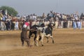 Rural Pakistan, the thrill and pageantry bull race. Royalty Free Stock Photo