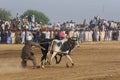 Rural Pakistan, the thrill and pageantry bull race. Royalty Free Stock Photo