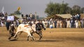 Rural Pakistan, the thrill and pageantry bull race.