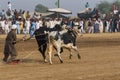 Rural Pakistan, the thrill and pageantry bull race. Royalty Free Stock Photo