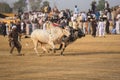 Rural Pakistan, the thrill and pageantry bull race. Royalty Free Stock Photo