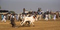 Rural Pakistan, the thrill and pageantry bull race. Royalty Free Stock Photo