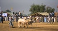 Rural Pakistan, the thrill and pageantry bull race.