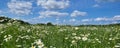 Rural panorama field of daisies and rye.