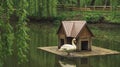 Rural park outdoor moody rainy scenic view with wooden cabin for aquatic animals and lonely swan, solitude nature concept