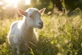 Farming grass goat animals rural cute Royalty Free Stock Photo