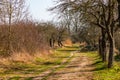 A rural path through bushes and trees in springtime with sunshine in Germany Royalty Free Stock Photo