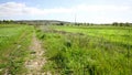 Rural path through a green field at Pero Pinheiro