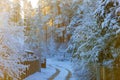 Rural path leading to snowy forest. Sunrays Royalty Free Stock Photo