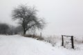 Rural path and leafless tree in winter Royalty Free Stock Photo