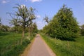 Rural path through orchard Royalty Free Stock Photo