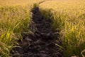 Rural path through paddy field