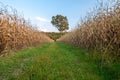 Rural path between two corn fields Royalty Free Stock Photo