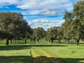 Rural pathway across the pasture with holm oaks and blue sky and clouds in Spain